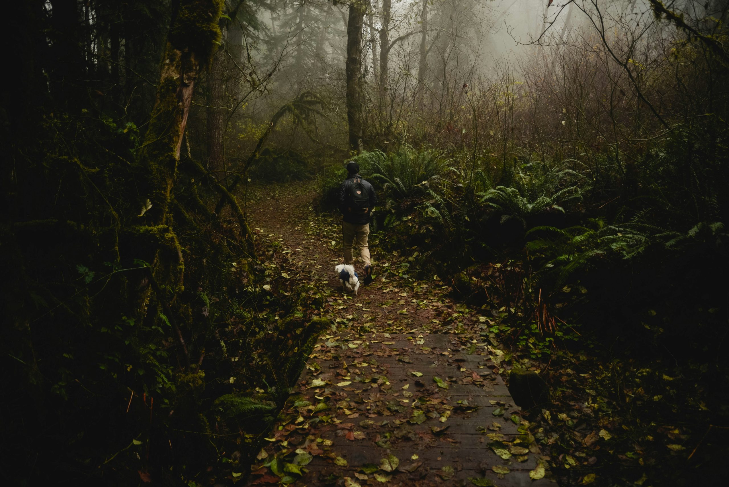 A person wearing rain gear walking in the forest