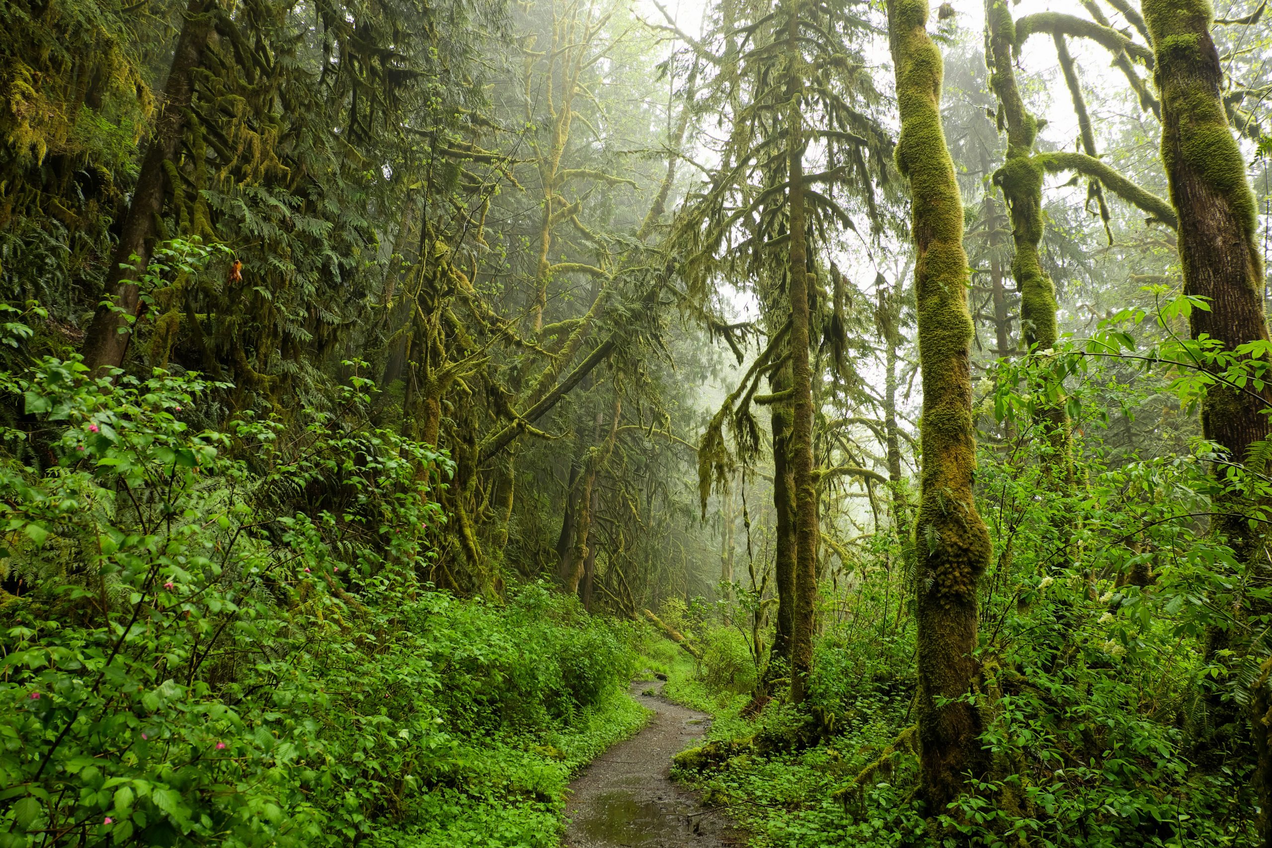 Picture of Sarah wearing her anti-sweat rain jacket on a tropical trail